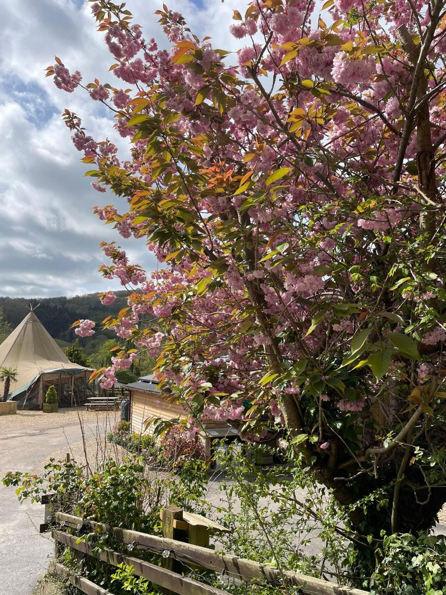 Herons Lake Retreat Hot Tub Lodges Caerwys 外观 照片
